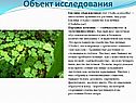 Водный режим растений