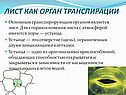 Лист как орган транспирации