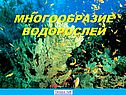 Водоросли биология