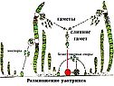 Размножение улотрикса