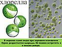 В верхних слоях воды при хорошем освещении бурно разрастается хлорелла