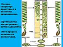 Осенью спирогира приступает к половому размножению