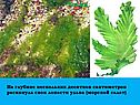 Ульва