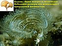 Падина - бурая водоросль мелководья
