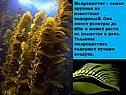 Макроцистис – самая крупная из известных водорослей