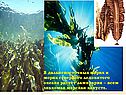 В дальневосточных морях и морях северного ледовитого океана растёт