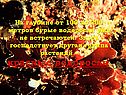 На глубине от 100 до 200 метров бурые водоросли уже не встречаются