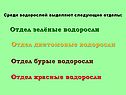 Отдел зелёные водоросли