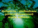 Водоросли – необходимое условие нормальной жизни водоёма