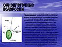 Одноклеточные водоросли