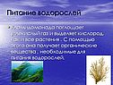 Питание водорослей