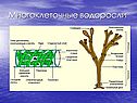 Многоклеточные водоросли