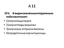 К видоизменённым подземным побегам относят
