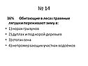 Обитающие в лесах травяные лягушки