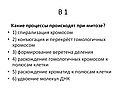 Какие процессы происходят при митозе