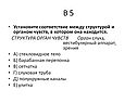 Установите соответствие между структурой и органом чувств