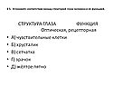 Структура глаза