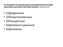 Установите последовательность систематических категорий