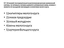 Капилляры малого круга