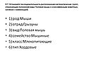 Род мыши