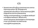 Хромосомный набор соматических клеток пшеницы равен 28