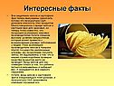 Вред чипсов