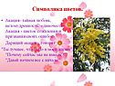 Символика цветов