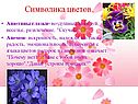 Анютины глазки