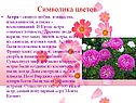 Астра
