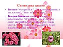Бегония