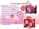 Гвоздика