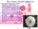 Как узнать, свежий ли цветок