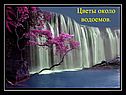 Цветы около водоемов