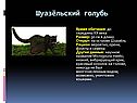 Шуазёльский голубь