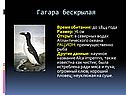 Гагара бескрылая