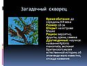 Загадочный скворец