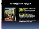 Королевский кондор