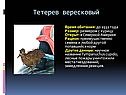 Тетерев вересковый