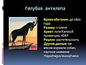 Голубая антилопа