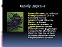 Карибу Доусона