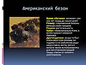 Американский безон