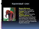 Карликовый слон