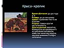 Крыса-кролик