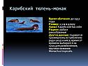 Карибский тюлень-монах
