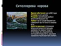 Сителлерова корова