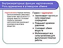 Внутрисекреторные функции надпочечников