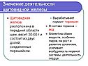 Значение деятельности щитовидной железы