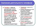 Значение деятельности гипофиза