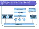 Регуляция функций организма