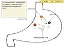 Он расщепляется ферментами на глюкозу, аминокислоты, витамины и